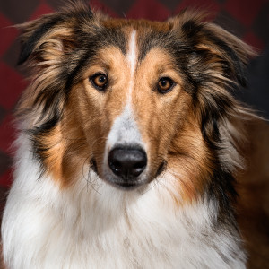 Some New: Penny (Harlequin), 2018