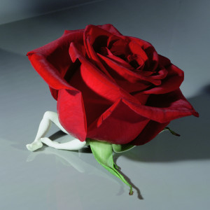 A photograph of white doll legs in a sitting position attached to a red rose